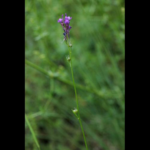 Linaria pelisseriana © DESCHEEMACKER A.
