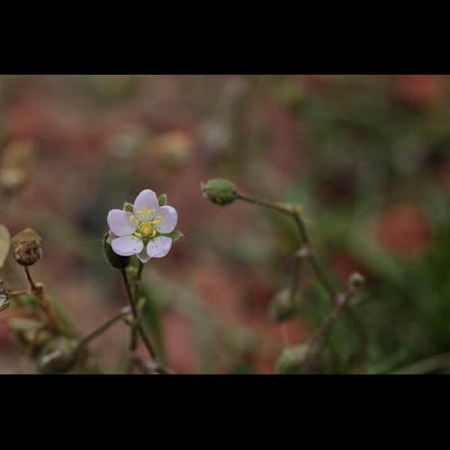 Spergularia rubra &copy; DESCHEEMACKER A.