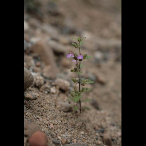 Teucrium botrys © NAWROT O.
