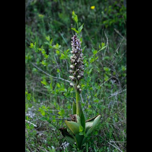 Himantoglossum robertianum © DESCHEEMACKER A.
