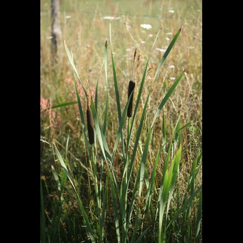 Typha latifolia © DESCHEEMACKER A.