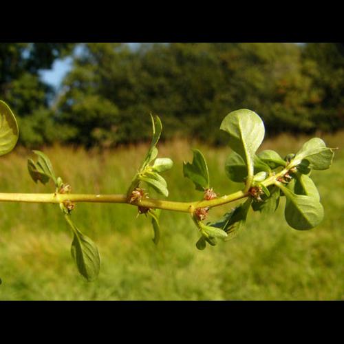 Lythrum portula &copy; REIMRINGER K.