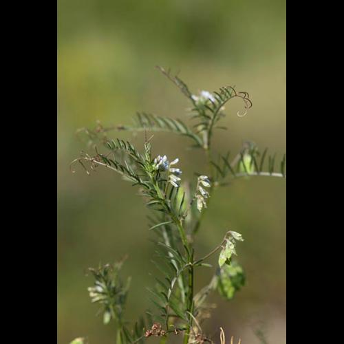 Vicia hirsuta © DESCHEEMACKER A.