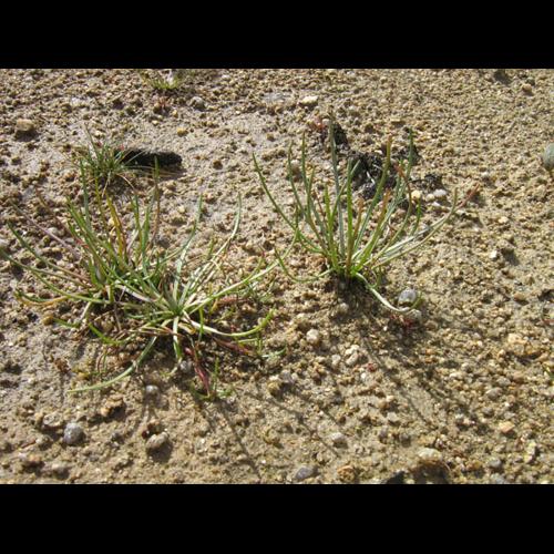 Littorella unflora &copy; CHABROL L.