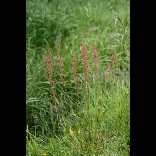 Rumex acetosa &copy; DESCHEEMACKER A.
