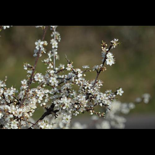 Prunus spinosa © DESCHEEMACKER A.