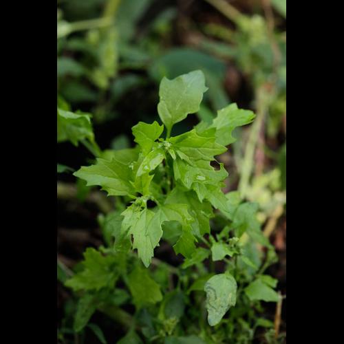 Chenopodium murale &copy; DESCHEEMACKER A.