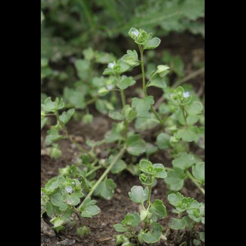 Veronica hederifolia © DESCHEEMACKER A.