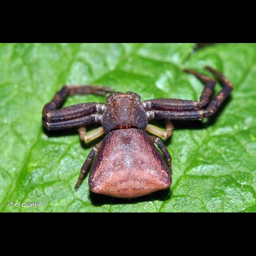 <i>Pistius truncatus</i> (Pallas, 1772) &copy; C. Quintin