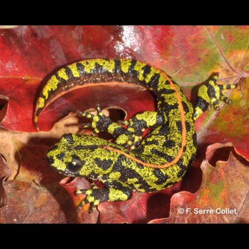 <i>Triturus marmoratus</i> (Latreille, 1800) © F. Serre Collet