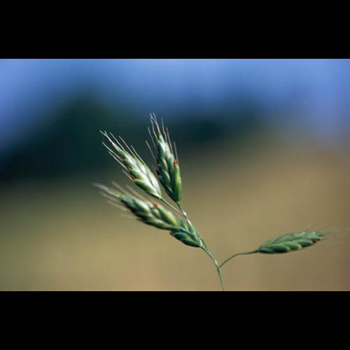 Bromus secalinus © GRAVELAT B.