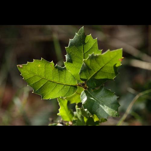 Quercus ilex © DESCHEEMACKER A.