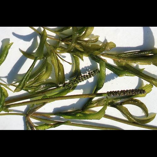 Potamogeton lucens © NAWROT O.