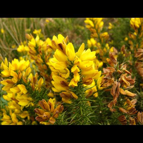 Ulex minor Roth 128123 Ulex minor Roth 128123 Ulex minor &copy; REIMRINGER K.