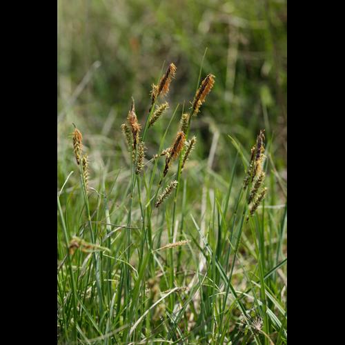 Carex flacca © DESCHEEMACKER A.