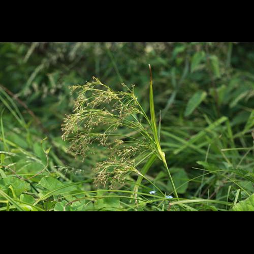 Scirpus sylvaticus © DESCHEEMACKER A.