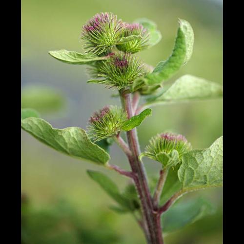 Arctium minus © DESCHEEMACKER A.