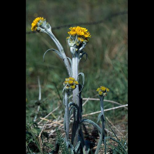 Tephroseris helenitis &copy; GRAVELAT B.