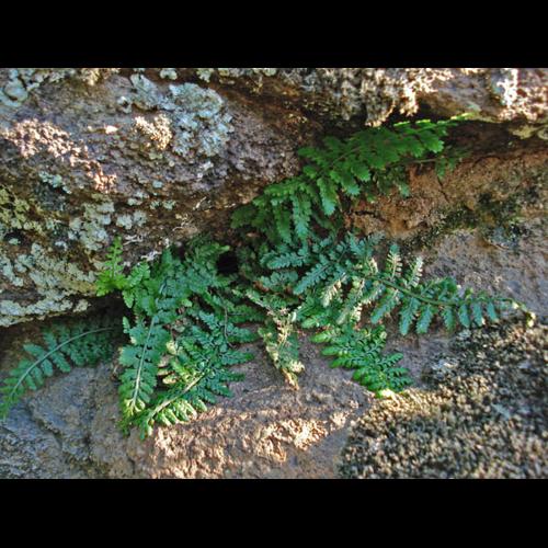 Asplenium foreziense © NICOLAS S.