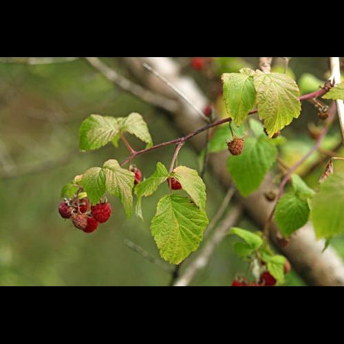 Rubus idaeus © DESCHEEMACKER A.