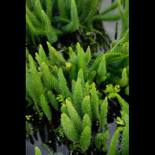 Hippuris vulgaris &copy; DESCHEEMACKER A.