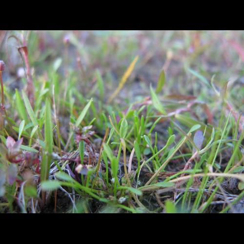 Limosella aquatica © CHABROL L.