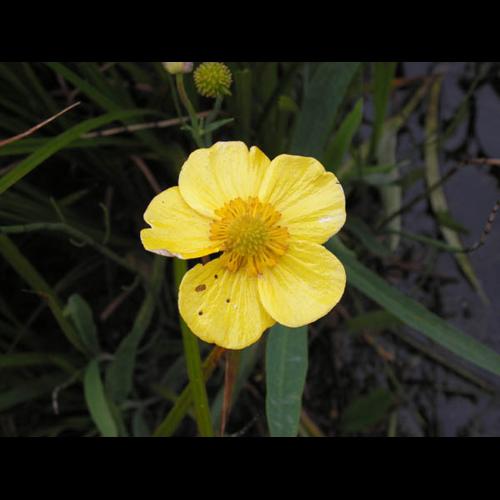 Ranunculus lingua © CHABROL L.