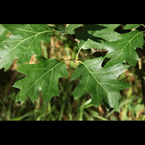 Quercus rubra © DESCHEEMACKER A.