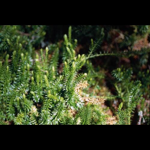 Lycopodium annotinum © PETETIN A.