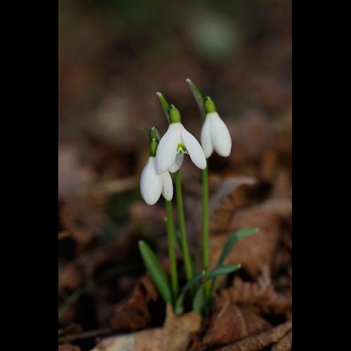 Galanthus nivalis © DESCHEEMACKER A.