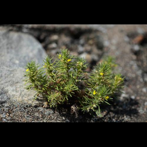 Ajuga chamaepitys © DESCHEEMACKER A.