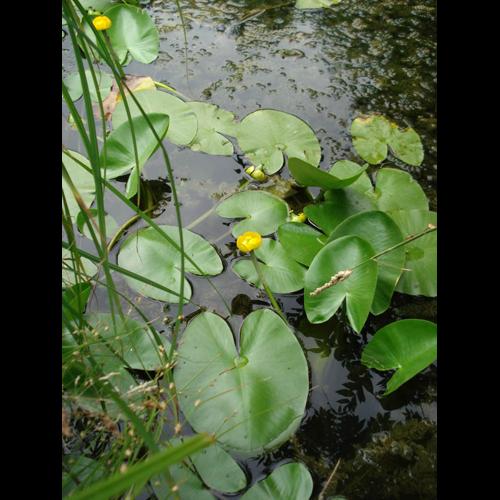 Nuphar lutea &copy; NICOLAS S.