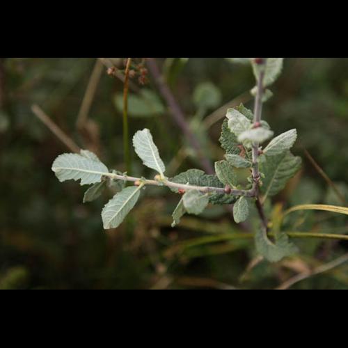 Salix aurita © DESCHEEMACKER A.