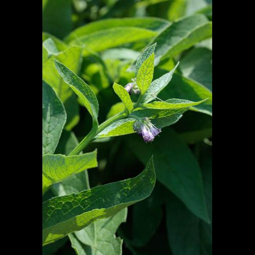 Symphytum x uplandicum © DESCHEEMACKER A.