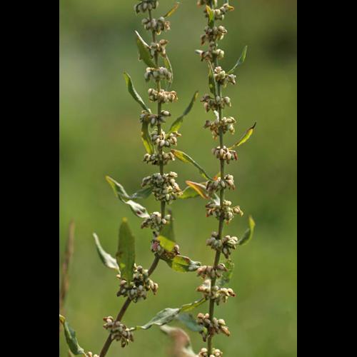 Rumex conglomeratus © NAWROT O.