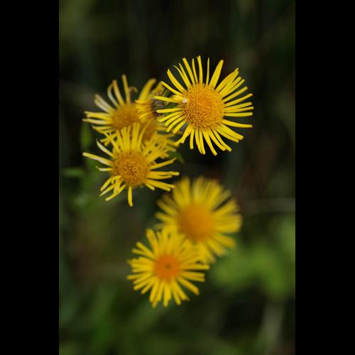 Inula britannica © DESCHEEMACKER A.