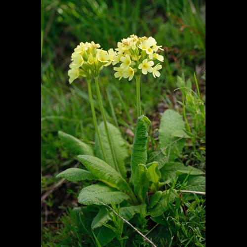 Primula elatior © DESCHEEMACKER A.