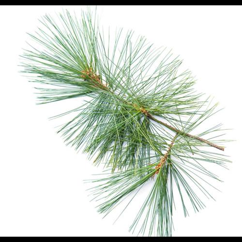 Pinus strobus &copy; PERERA S.