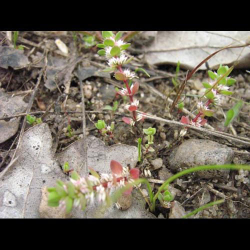 Illecebrum verticillatum © CHABROL L.