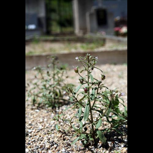 Chaenorrhinum minus © DESCHEEMACKER A.