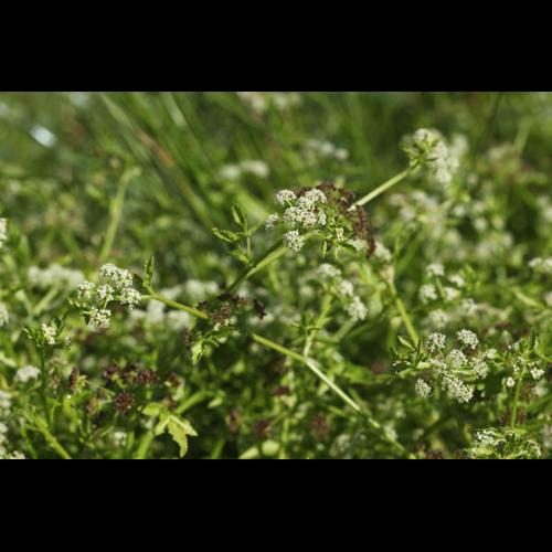 Helosciadium nodiflorum © DESCHEEMACKER A.