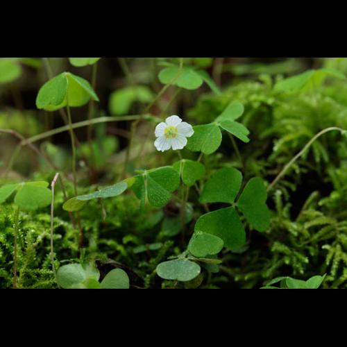 Oxalis acetosella © DESCHEEMACKER A.