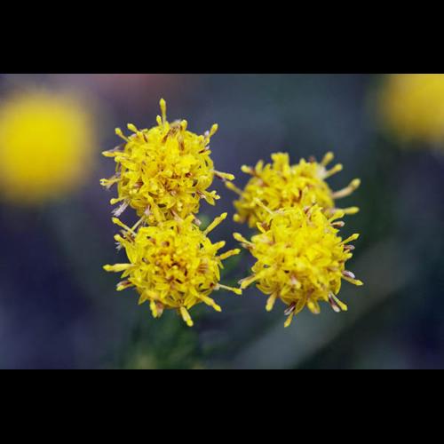 Aster linosyris &copy; DESCHEEMACKER A.