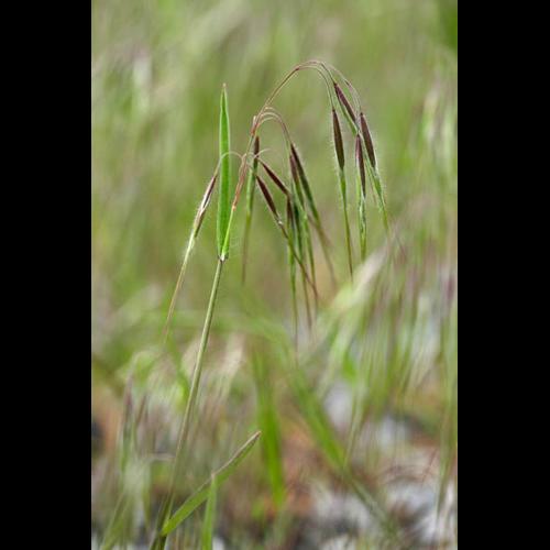 Bromus tectorum © DESCHEEMACKER A.