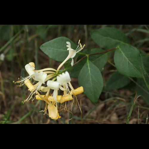 Lonicera periclymenum &copy; DESCHEEMACKER A.