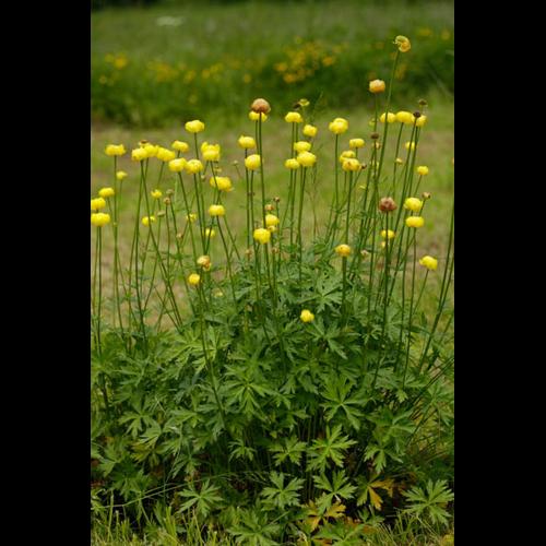 Trollius europaeus © DESCHEEMACKER A.