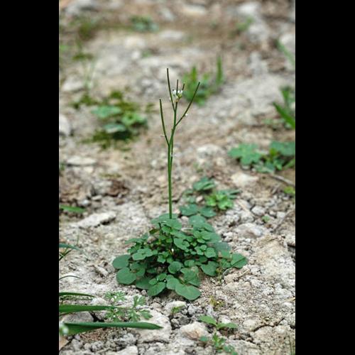 Cardamine hirsuta © DESCHEEMACKER A.
