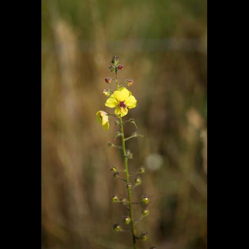 Verbascum blattaria © DESCHEEMACKER A.