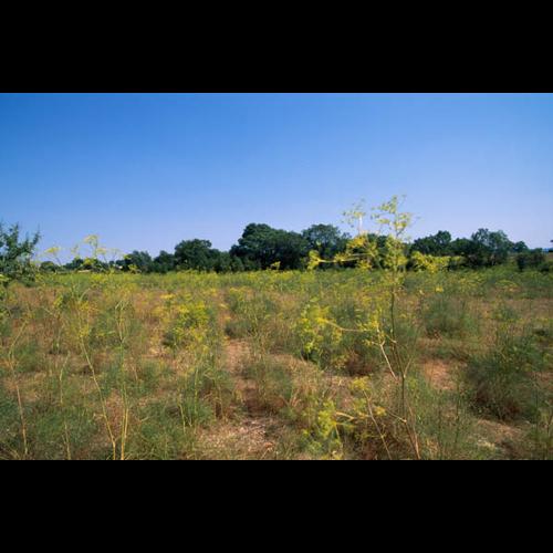 Peucedanum officinale © OLIVIER L.