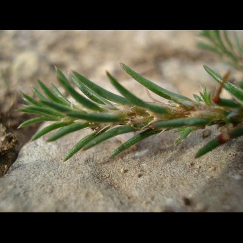 Polycnemum majus © NICOLAS S.